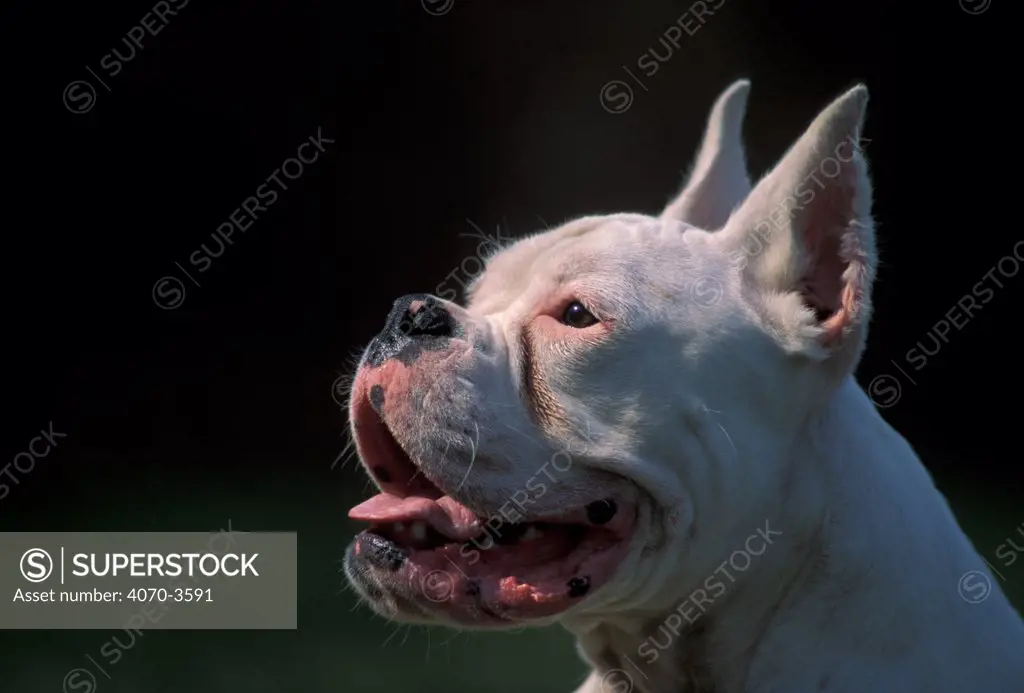 White Boxer with cropped ears looking up.