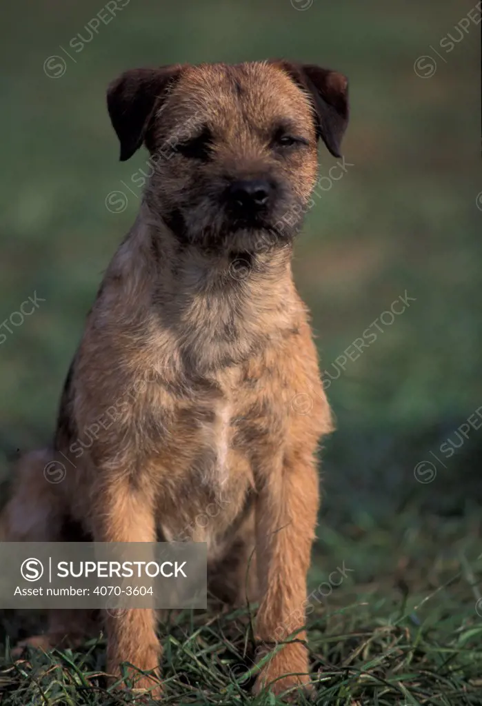 Border terrier portrait