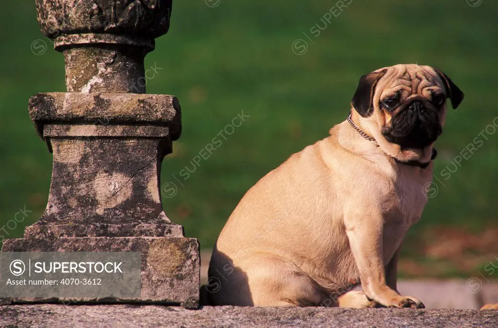 Overweight Pug dog sitting