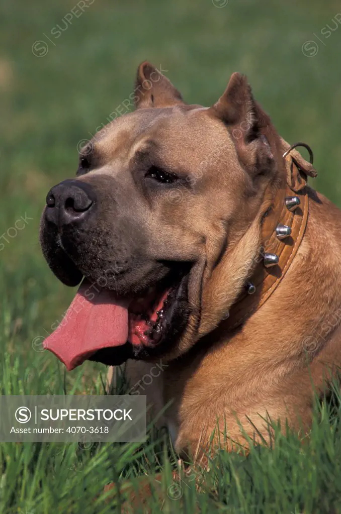 Cane corso dog panting, wearing collar