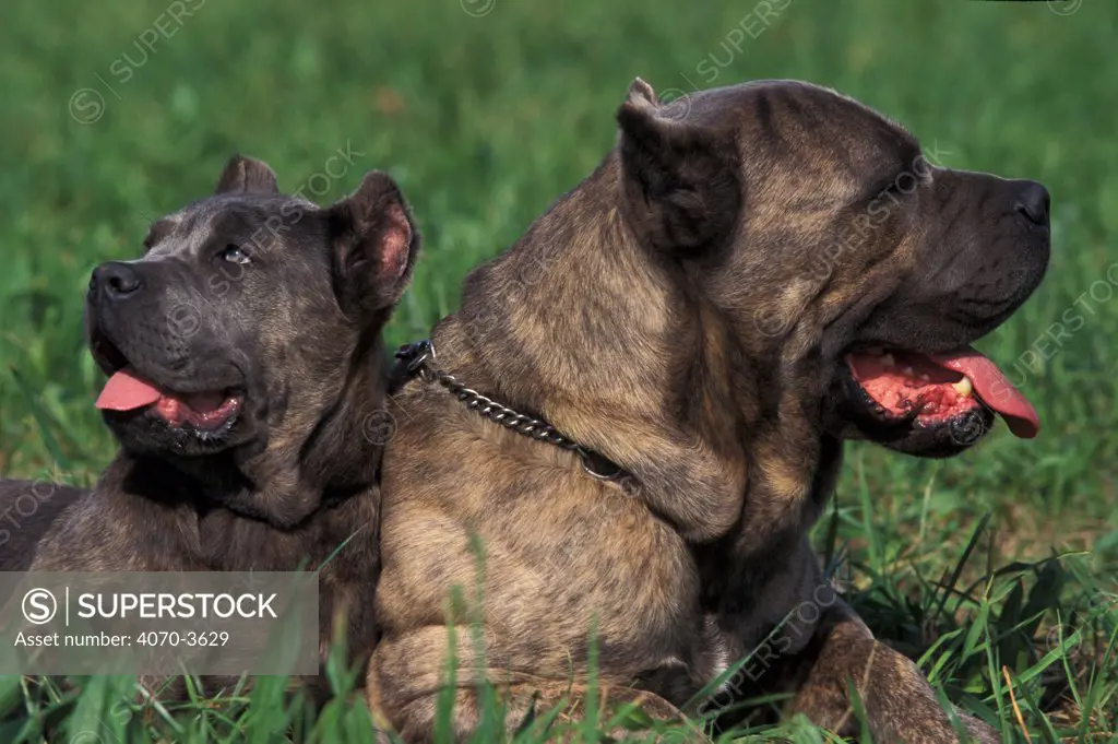 Two Cane corso dogs panting