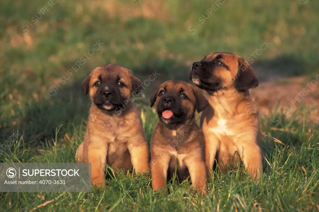Three Cane corso puppies