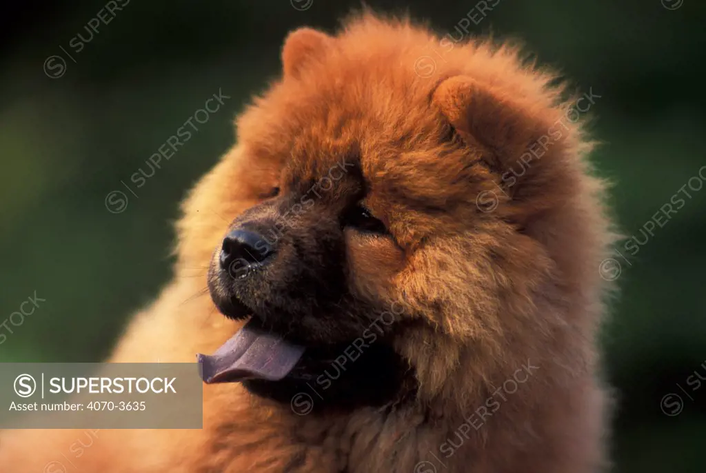 Chow chow dog portrait, rough coated