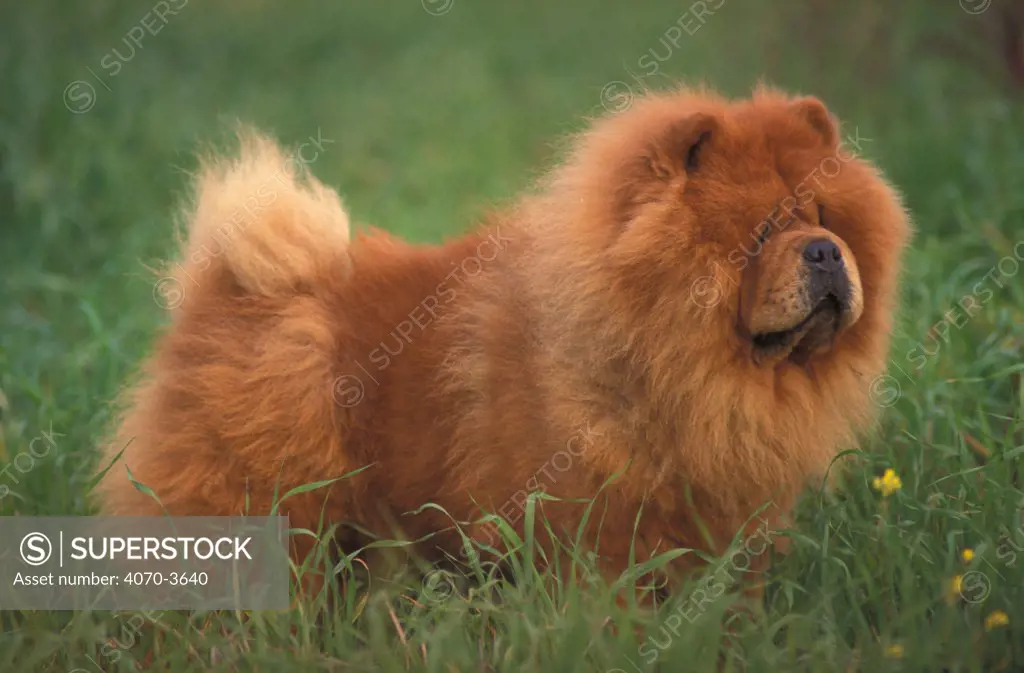 Chow chow dog, rough coated