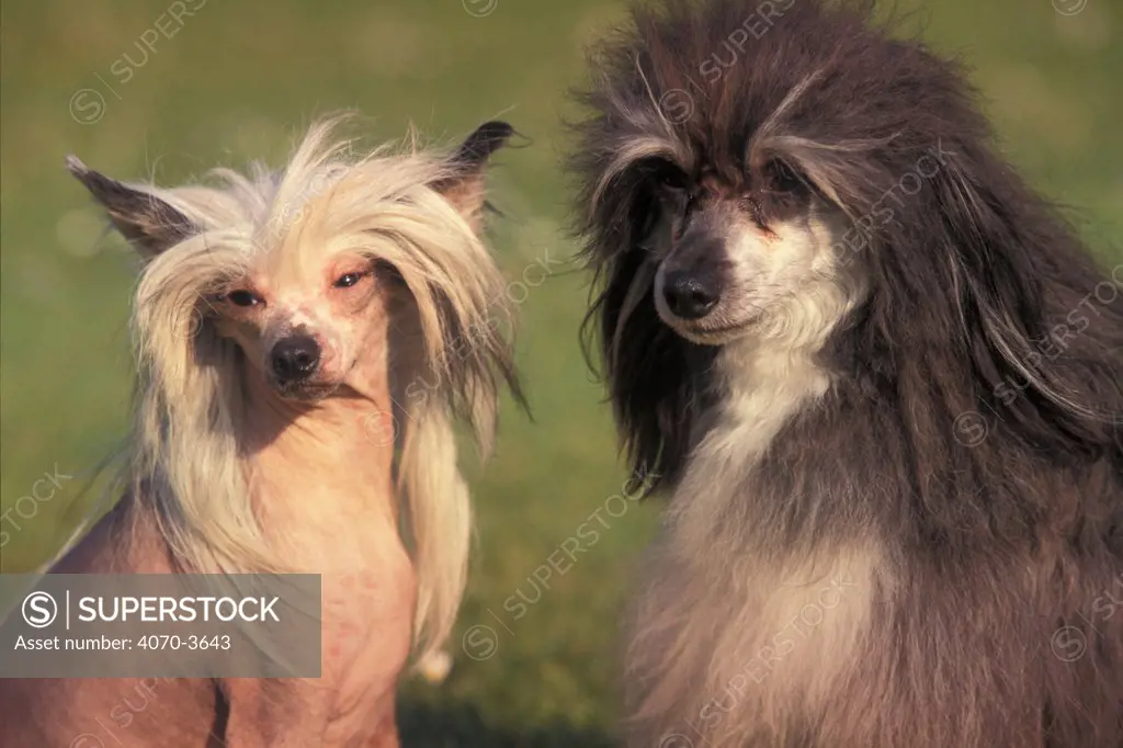 Two Chinese crested dogs, one 'hairless' and one 'powder puff' variety