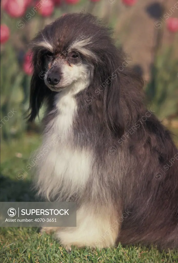 Chinese crested dog, sitting portrait, 'powder puff' variety