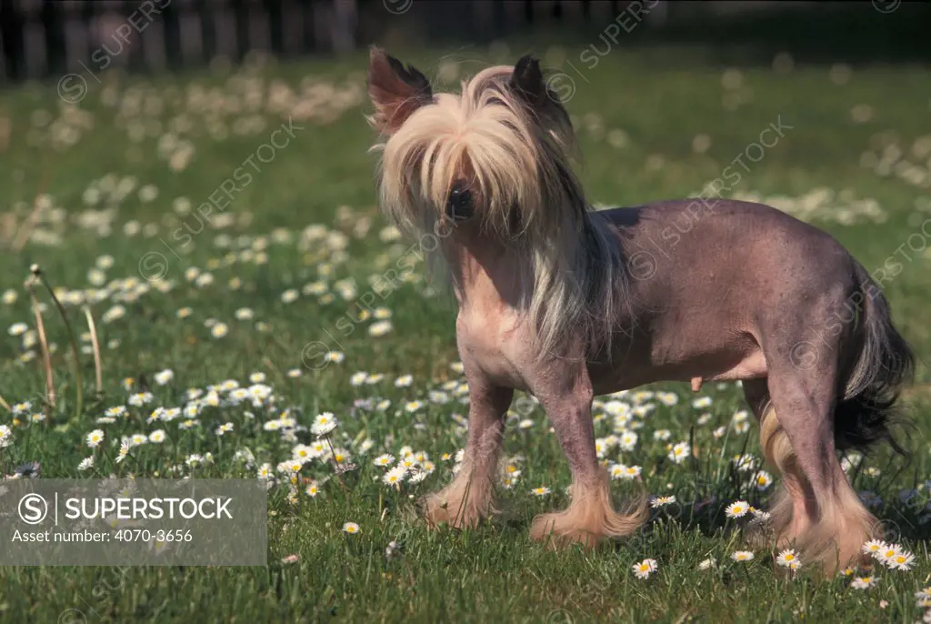 Chinese crested dog portrait, 'hairless' variety