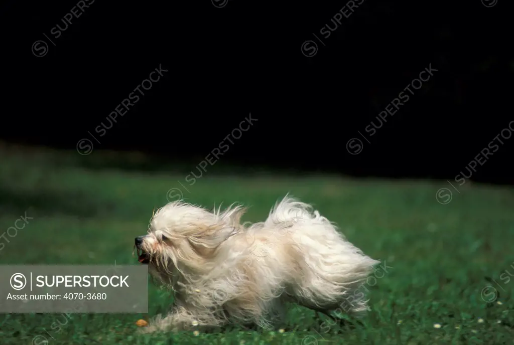 Coton de Tulear dog running