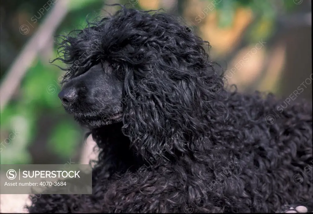 Portuguese water dog portrait, curly coated variety