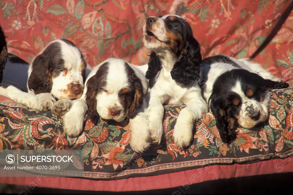 Four Cocker spaniel puppies on sofa