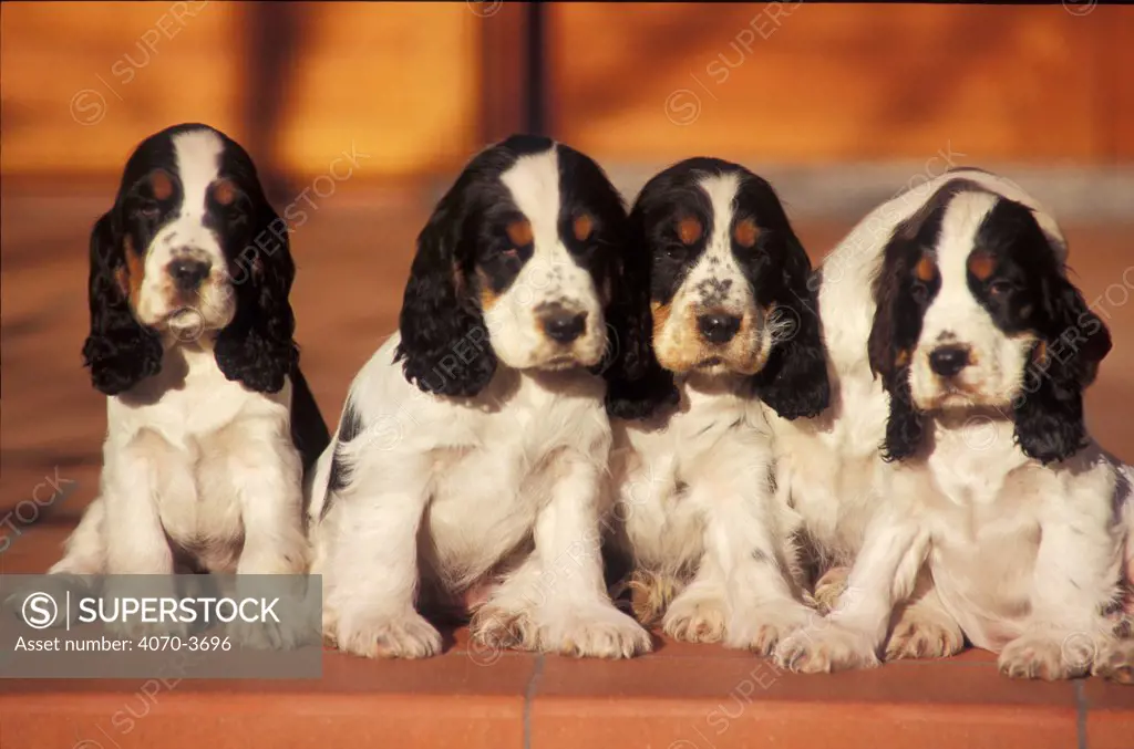 Four Cocker spaniel puppies