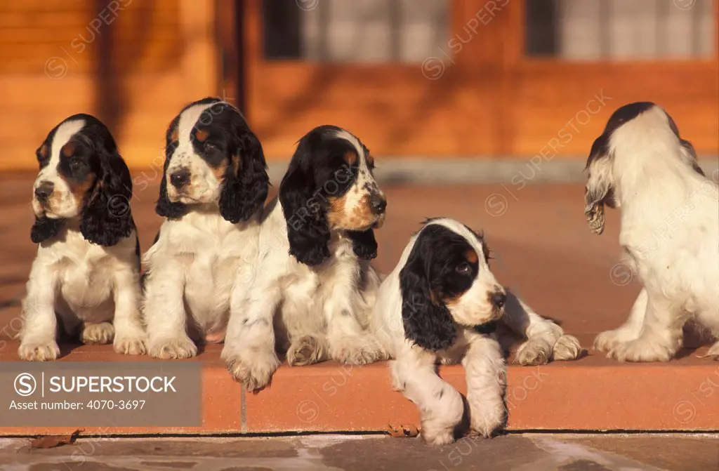 Five Cocker spaniel puppies