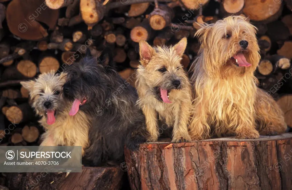 Four Cairn terriers on log pile