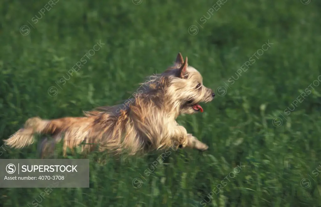 Cairn terrier running through long grass