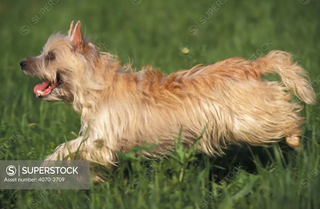 Cairn terrier running