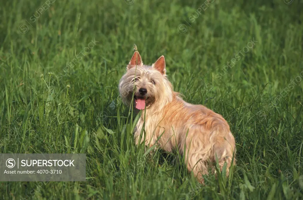 Cairn terrier in long grass