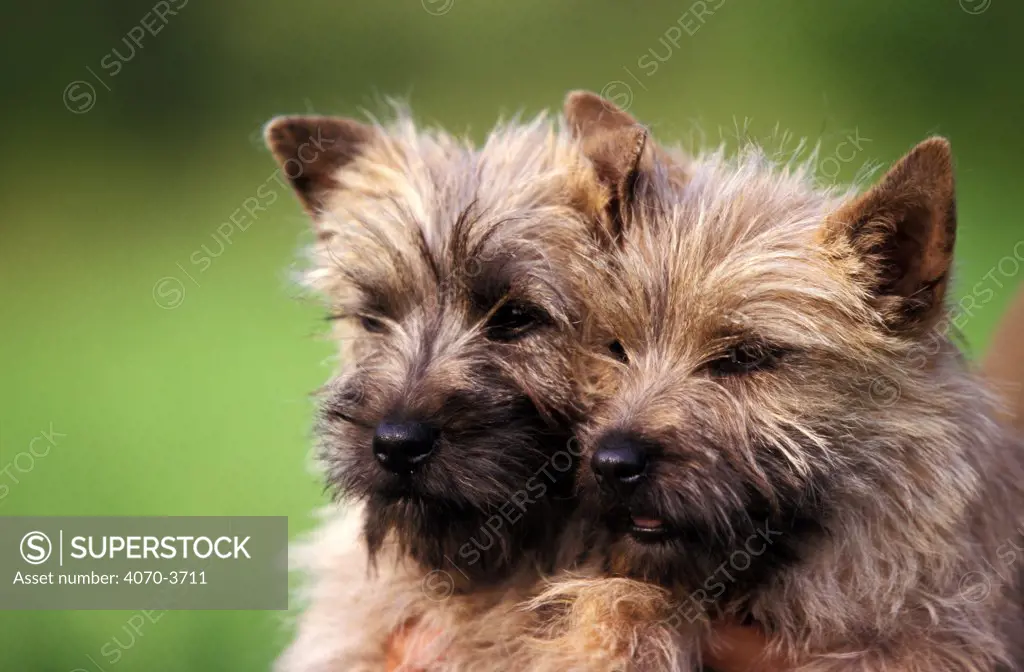 Two Cairn terrier puppies