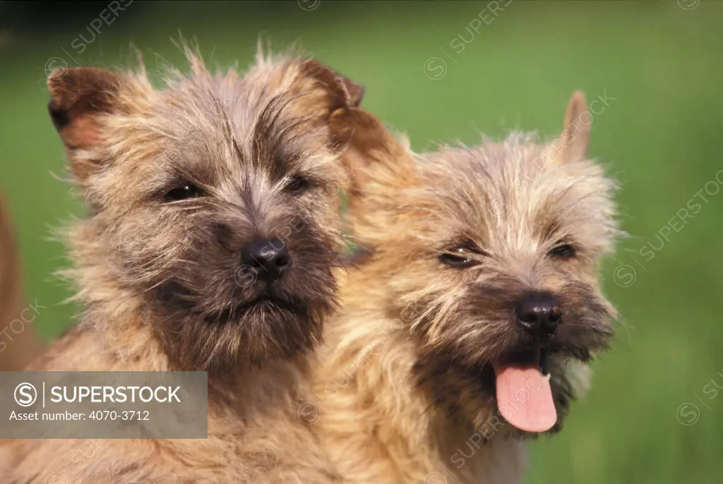 Two Cairn terrier puppies