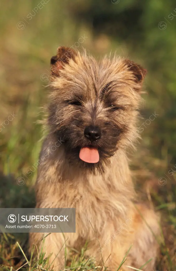 Cairn terrier puppy, sitting portrait