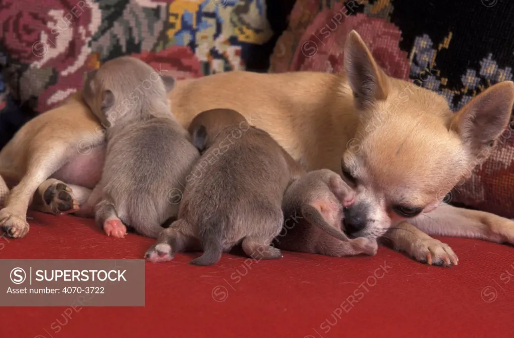 Smooth coated Chihuahua suckling puppies