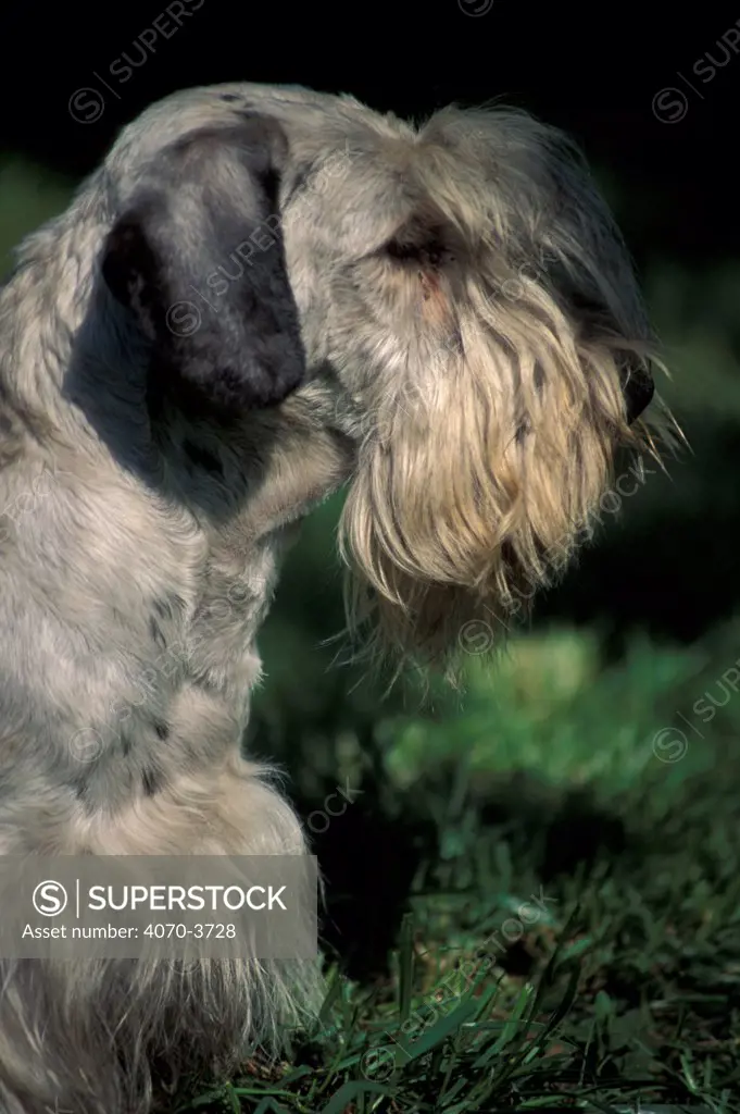 Cesky terrier, portrait