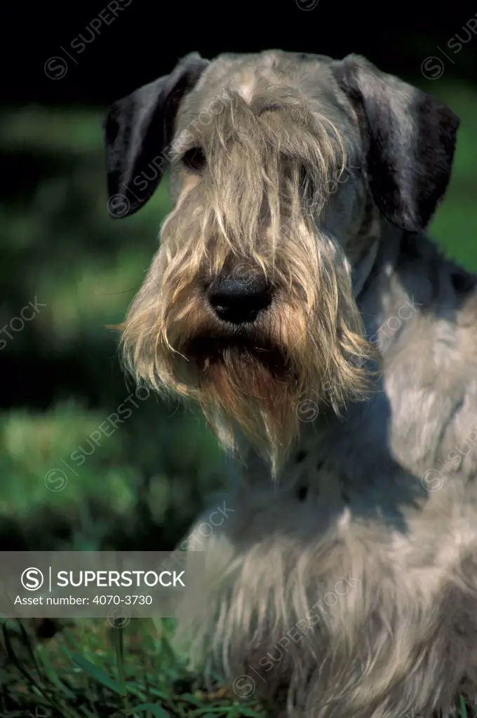 Cesky terrier portrait