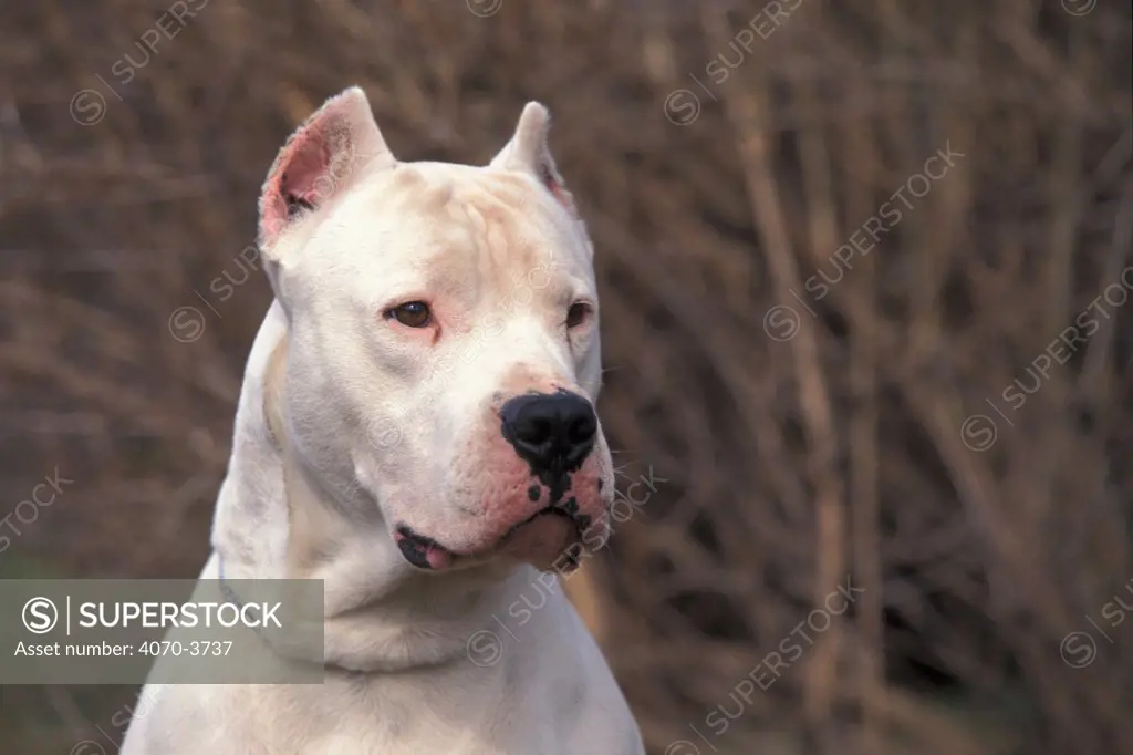 Dogo Argentino / Argentinian fighting dog with clipped ears