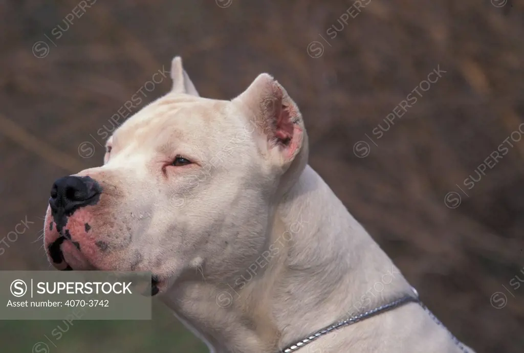 Dogo Argentino / Argentinian fighting dog with clipped ears