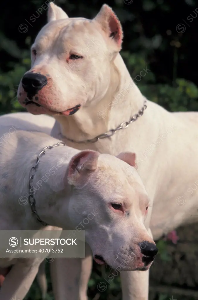 Two Dogo Argentino / Argentinian fighting dogs