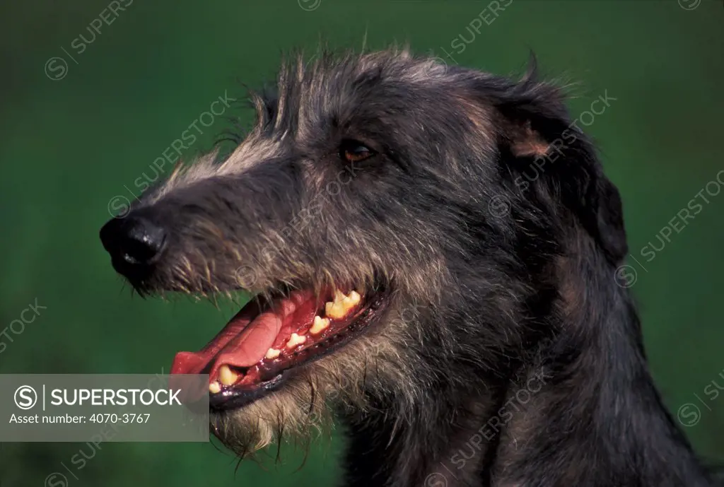 Deerhound, portrait