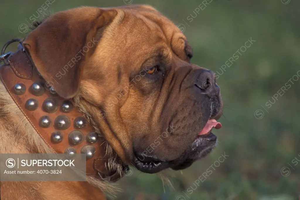 Dogue de Bordeaux, portrait in studded collar