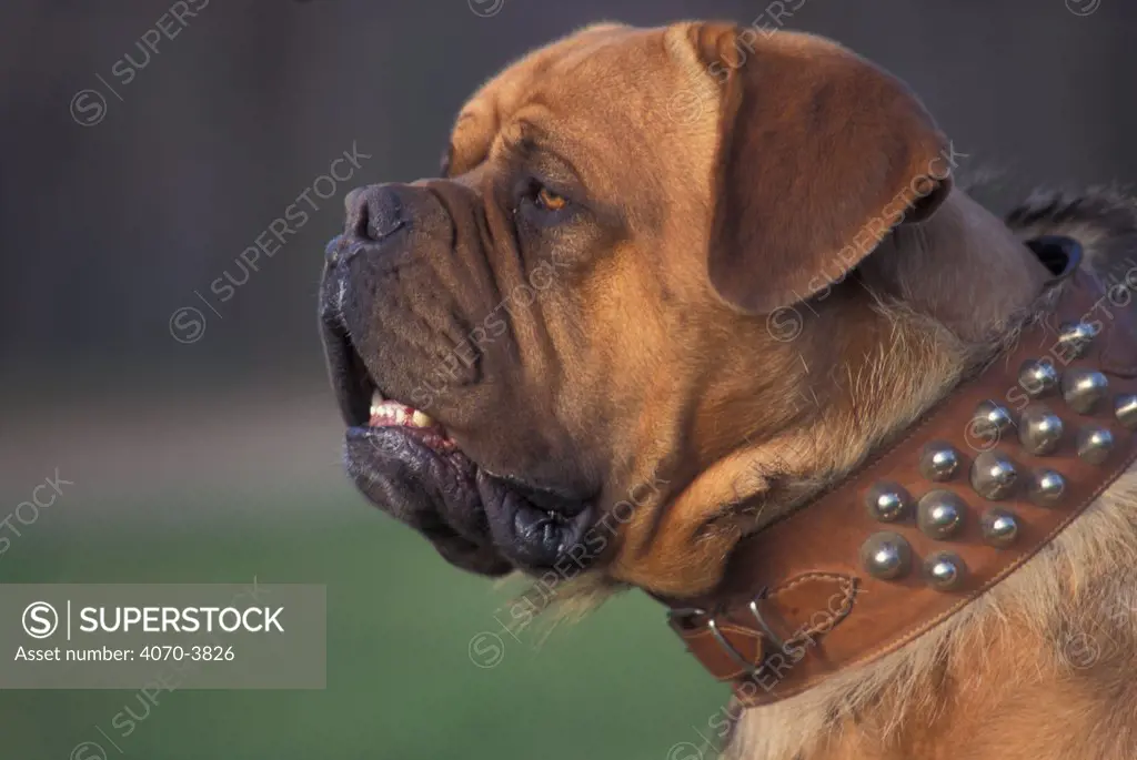 Dogue de Bordeaux, portrait in studded collar