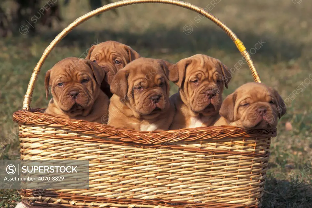Dogue de Bordeaux, five puppies in a basket