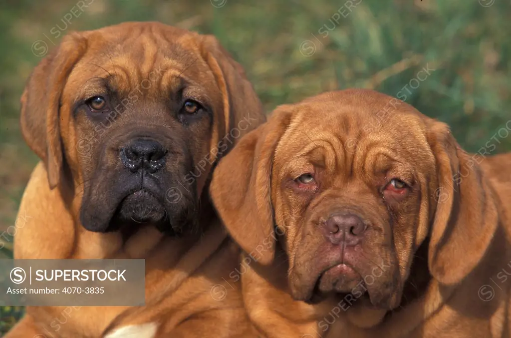 Two Dogue de Bordeaux, portraits