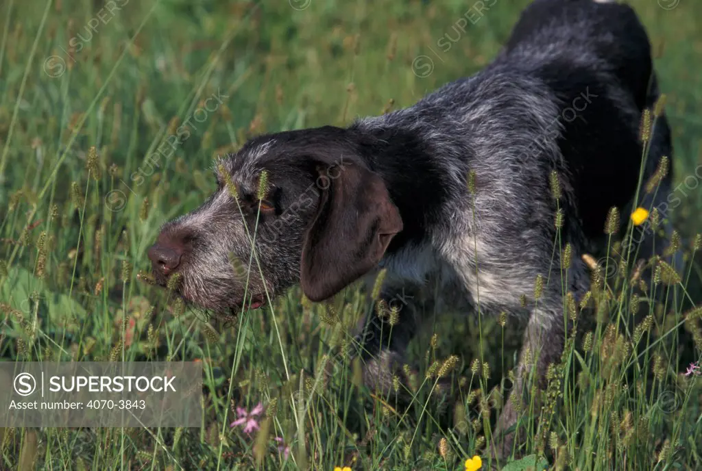 German pointer, in long grass sniffing the air