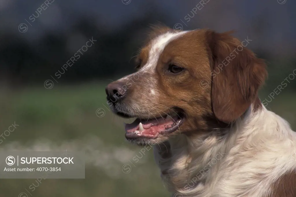 Brittany dog portrait