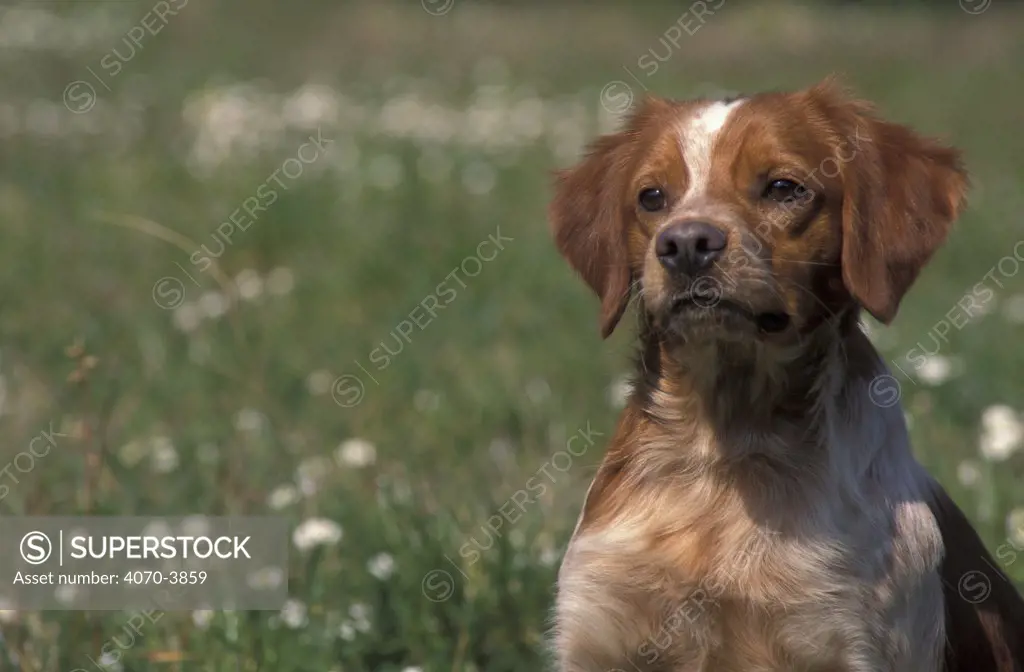 Brittany dog portrait