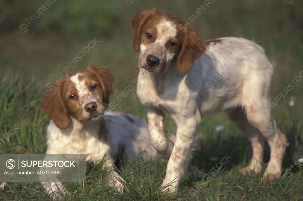 Two Brittany dogs