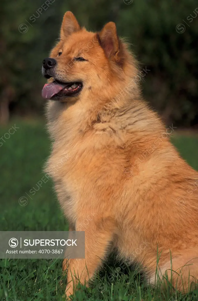 Eurasier dog, sitting portrait