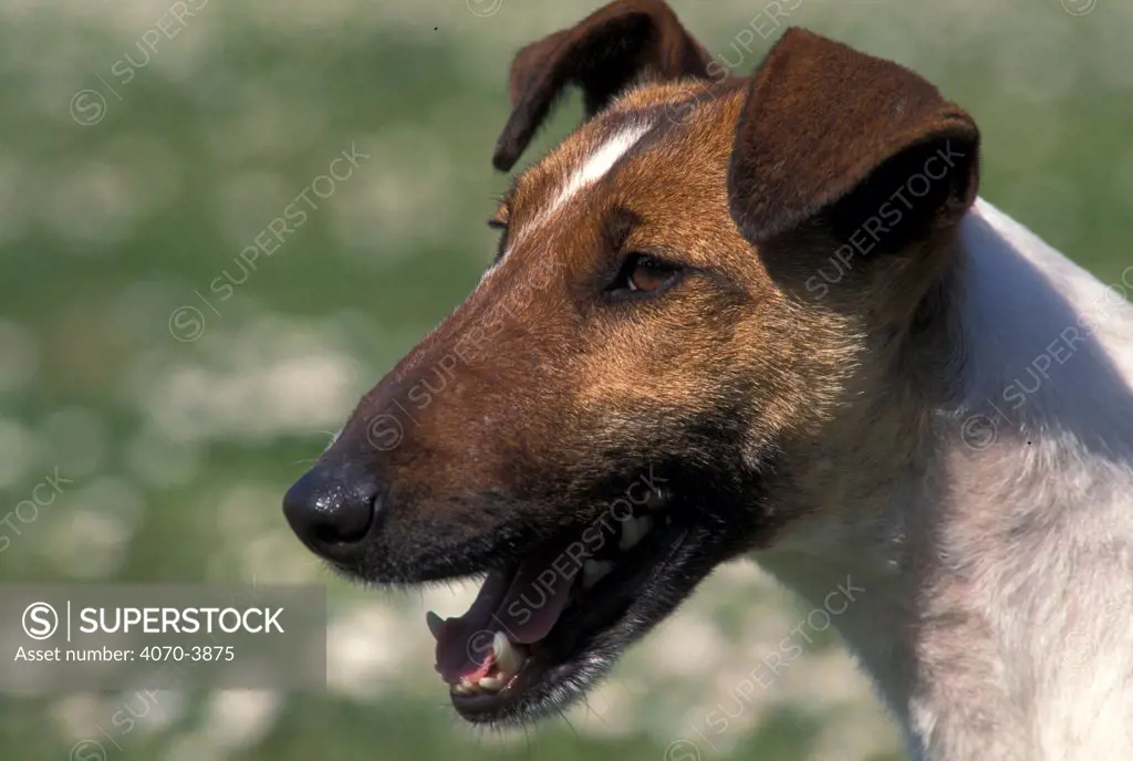 Smooth coated Fox terrier, portrait