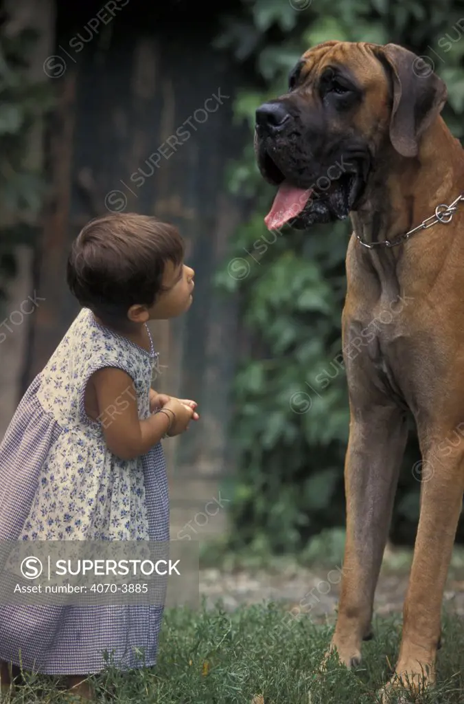Small child with large Great dane