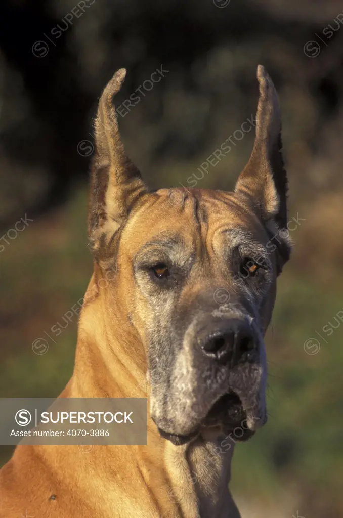 Great dane with cropped ears