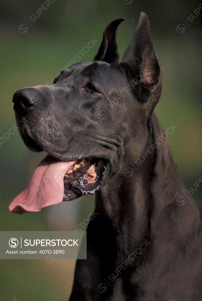Great dane with cropped ears, portrait