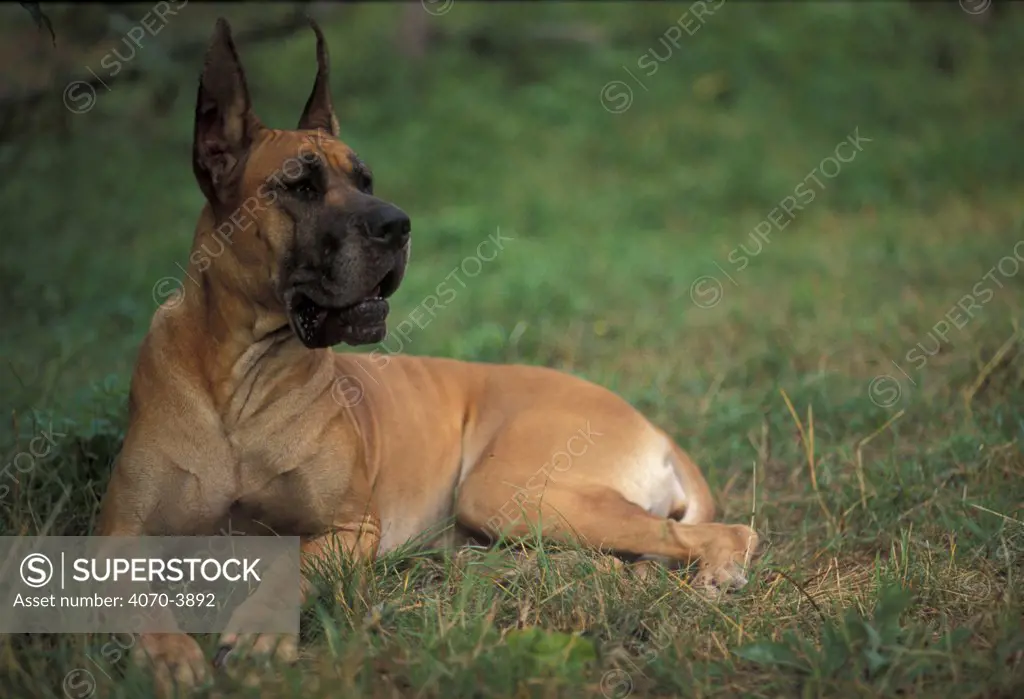 Great dane with cropped ears, resting