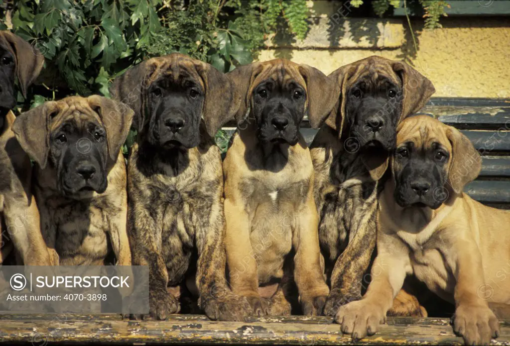 Five Great dane puppies