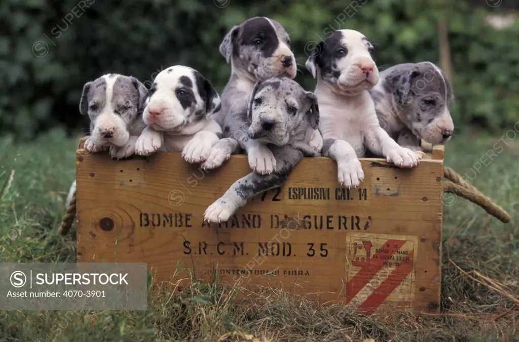 Six Great dane puppies in wooden box