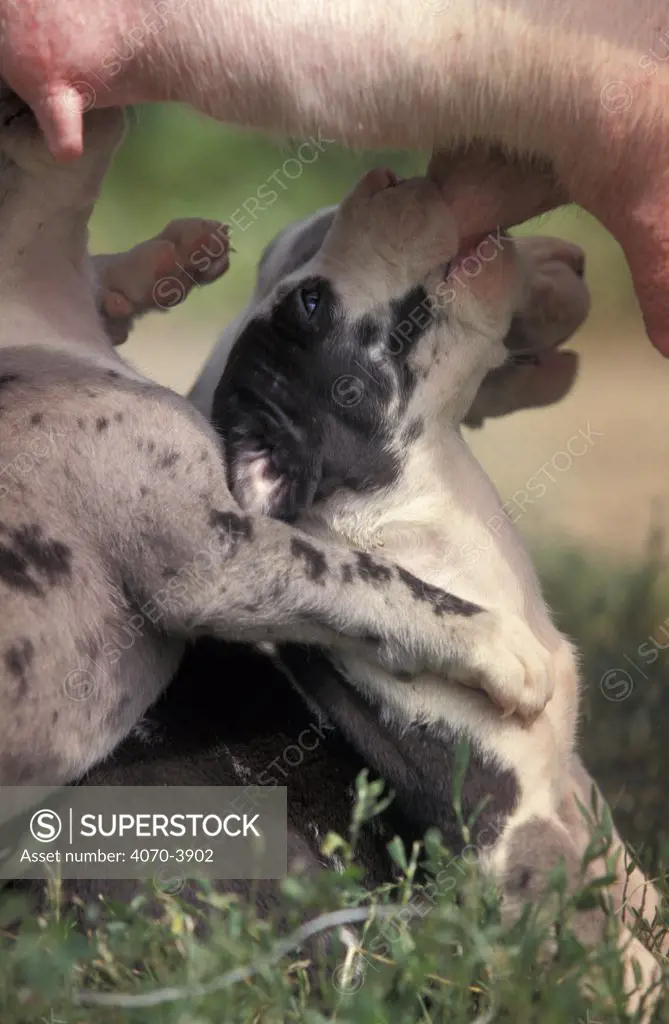 Close up of Great dane puppy suckling from mother's teat
