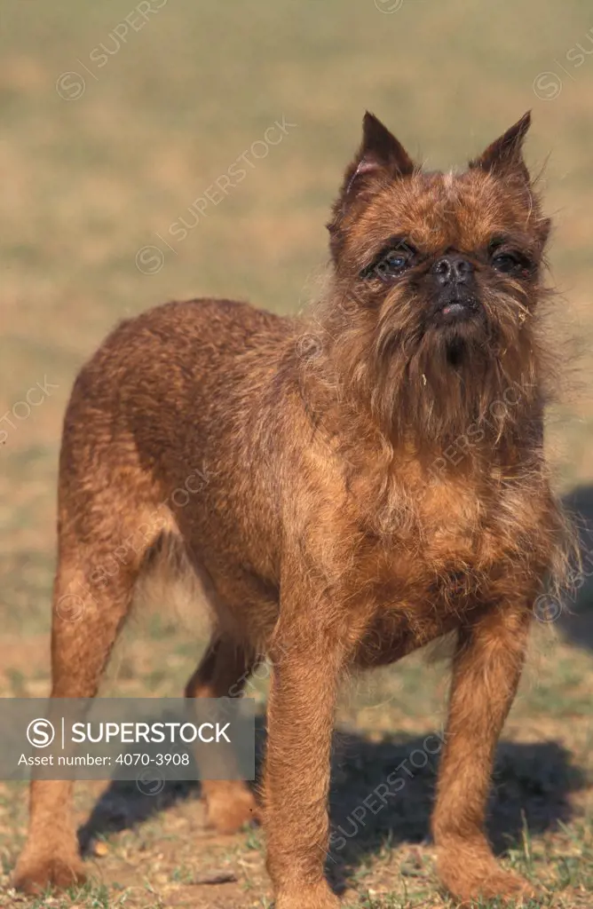 Griffon Bruxellois dog