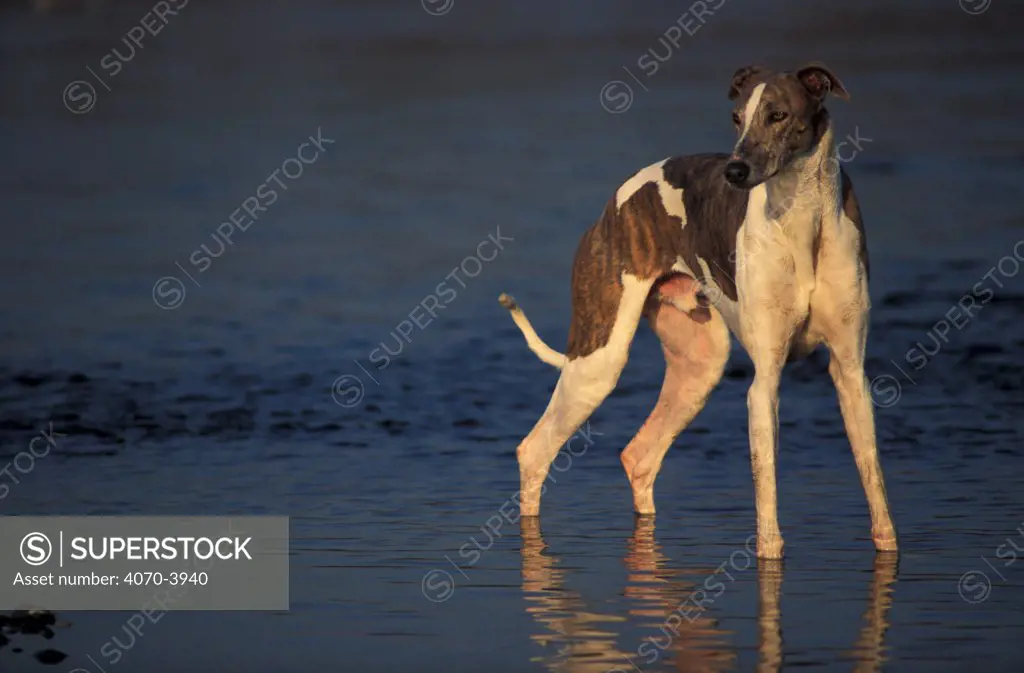 Greyhound standing in shallow water