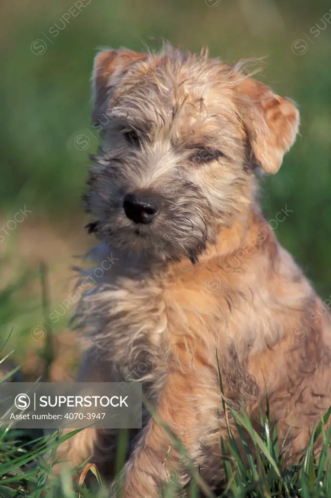 Glen of Imaal terrier